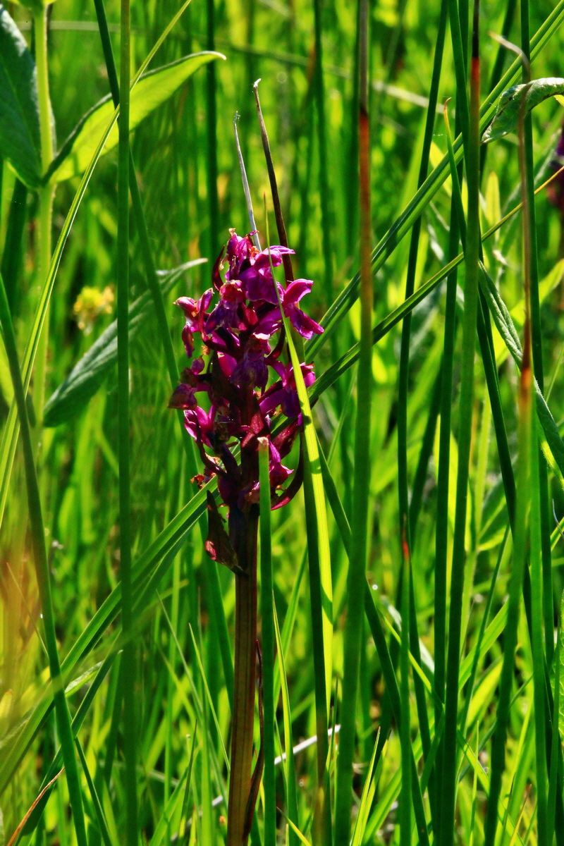 2013_06_07_00019513_Bildgr��e �ndern