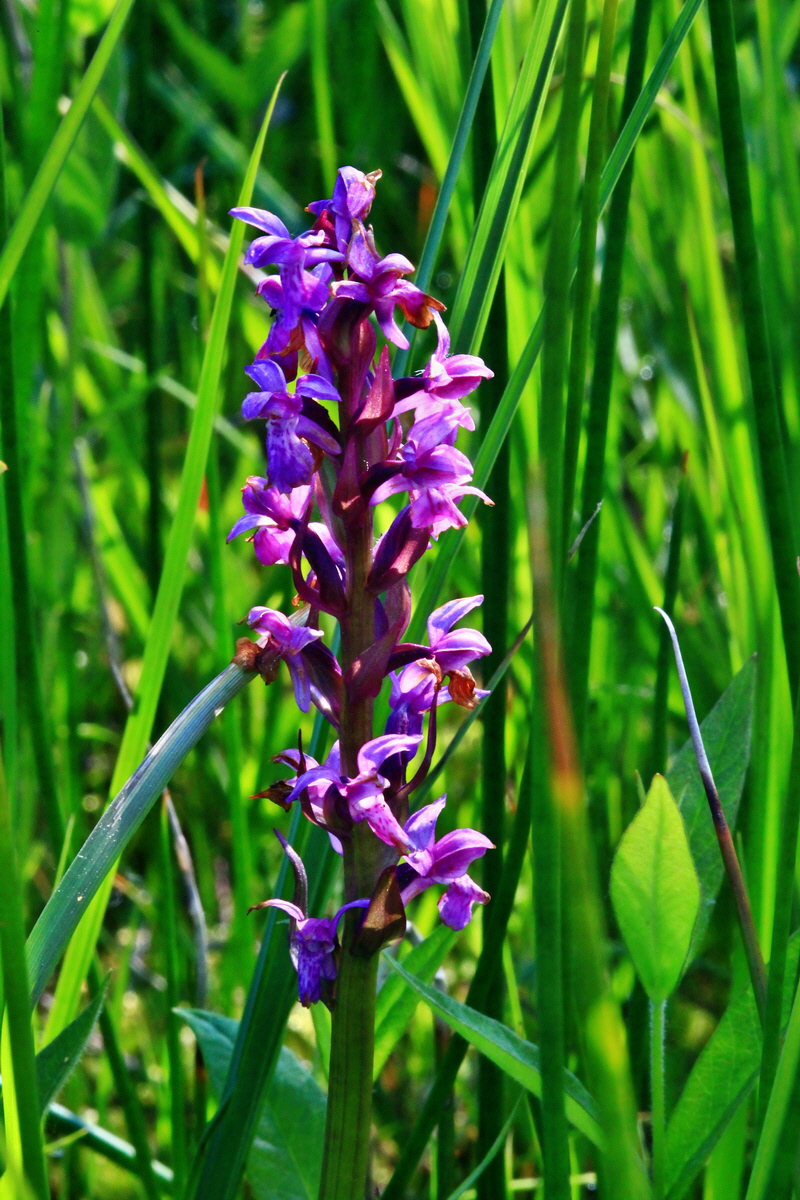 2013_06_07_00019529_Bildgr��e �ndern