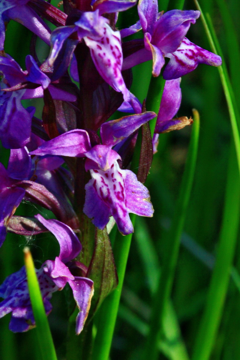 2013_06_07_00019532_Bildgr��e �ndern