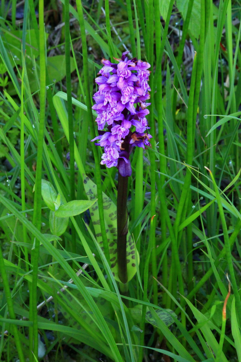 2013_06_07_00019536_Bildgr��e �ndern