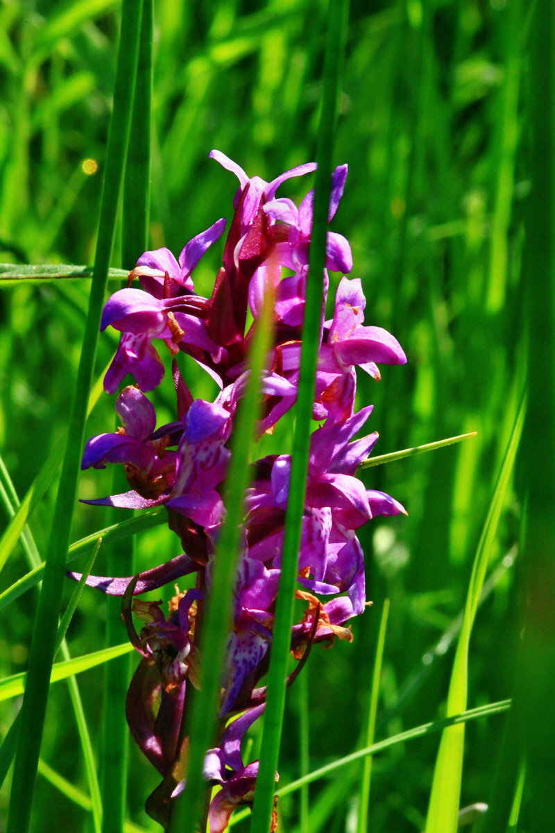 2013_06_07_00019541_Bildgr��e �ndern