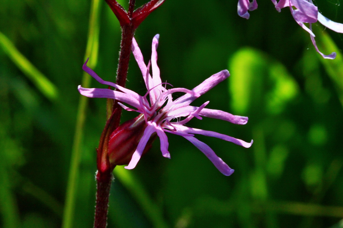 2013_06_07_00019861_Bildgr��e �ndern