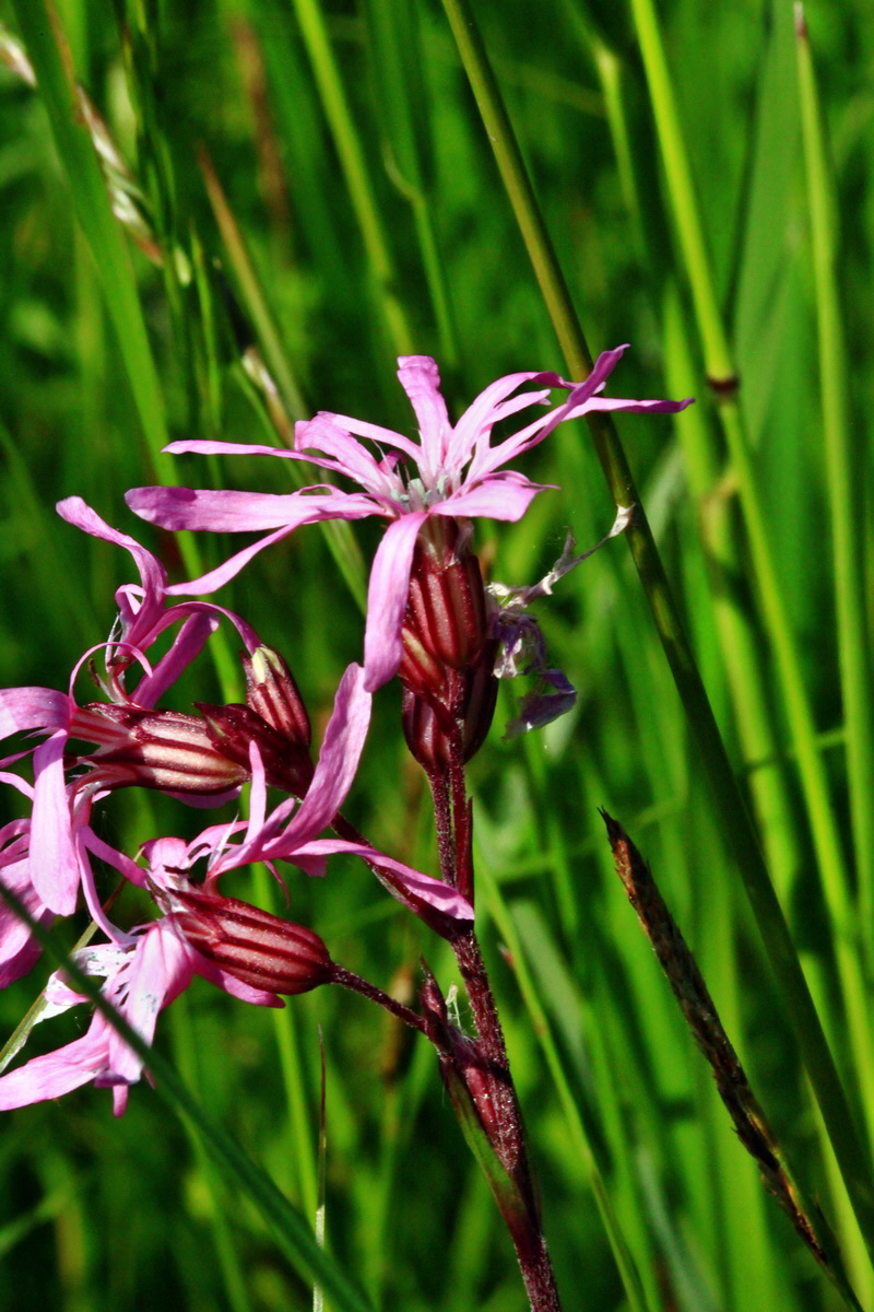 2013_06_07_00019880_Bildgr��e �ndern