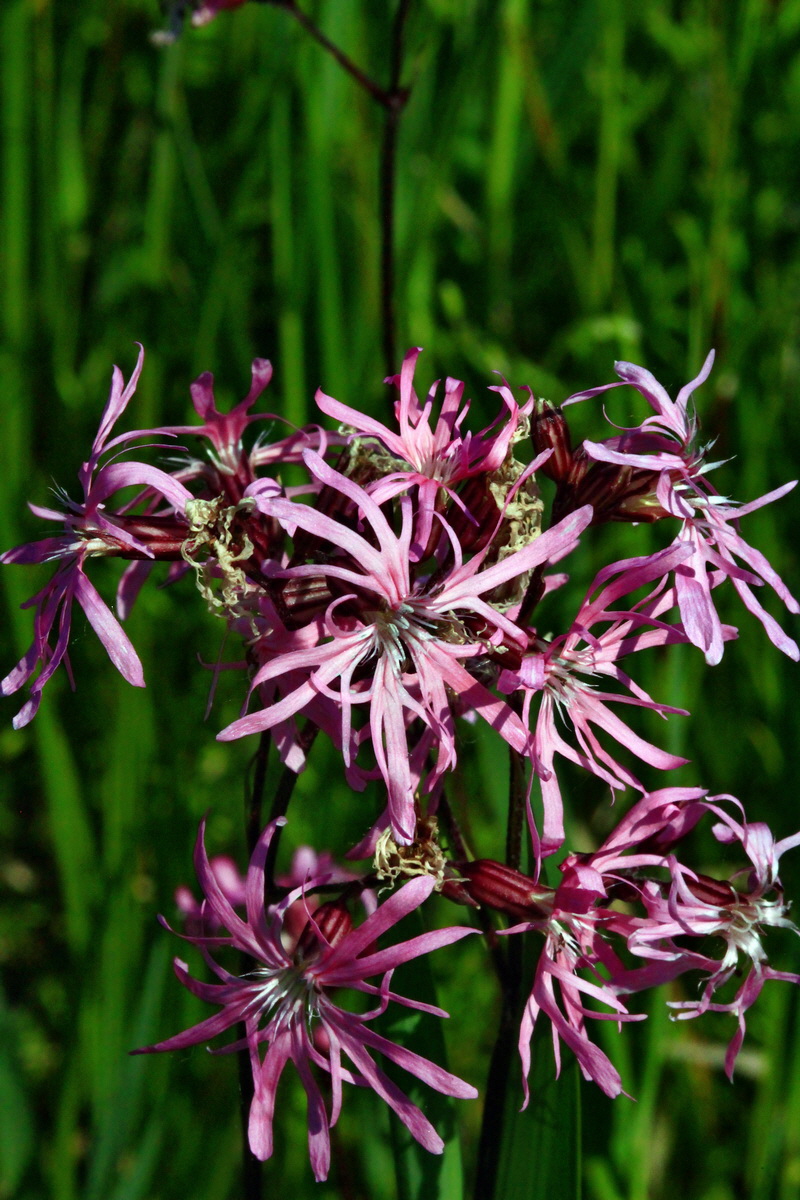 2013_06_07_00020000_Bildgr��e �ndern