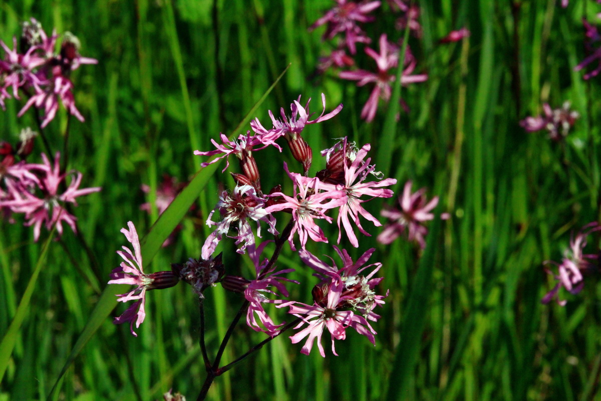 2013_06_07_00020025_Bildgr��e �ndern