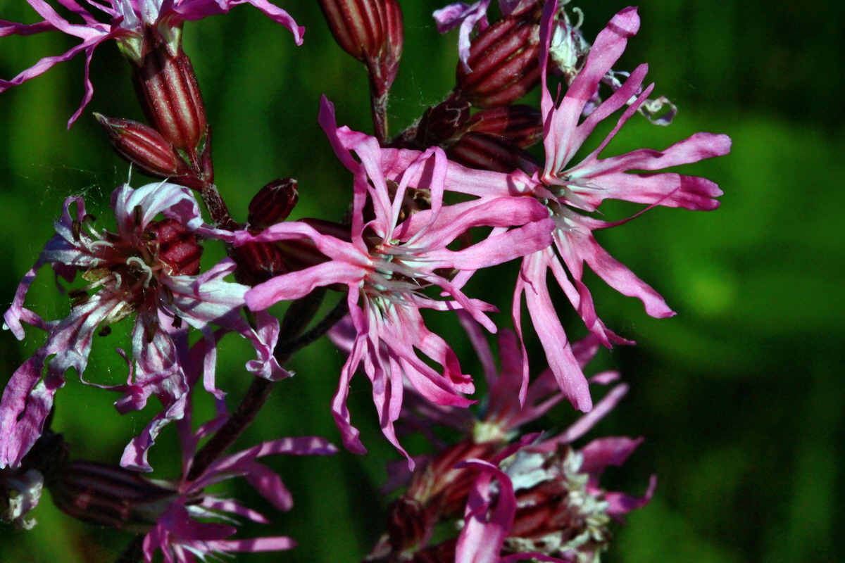 2013_06_07_00020031_Bildgr��e �ndern