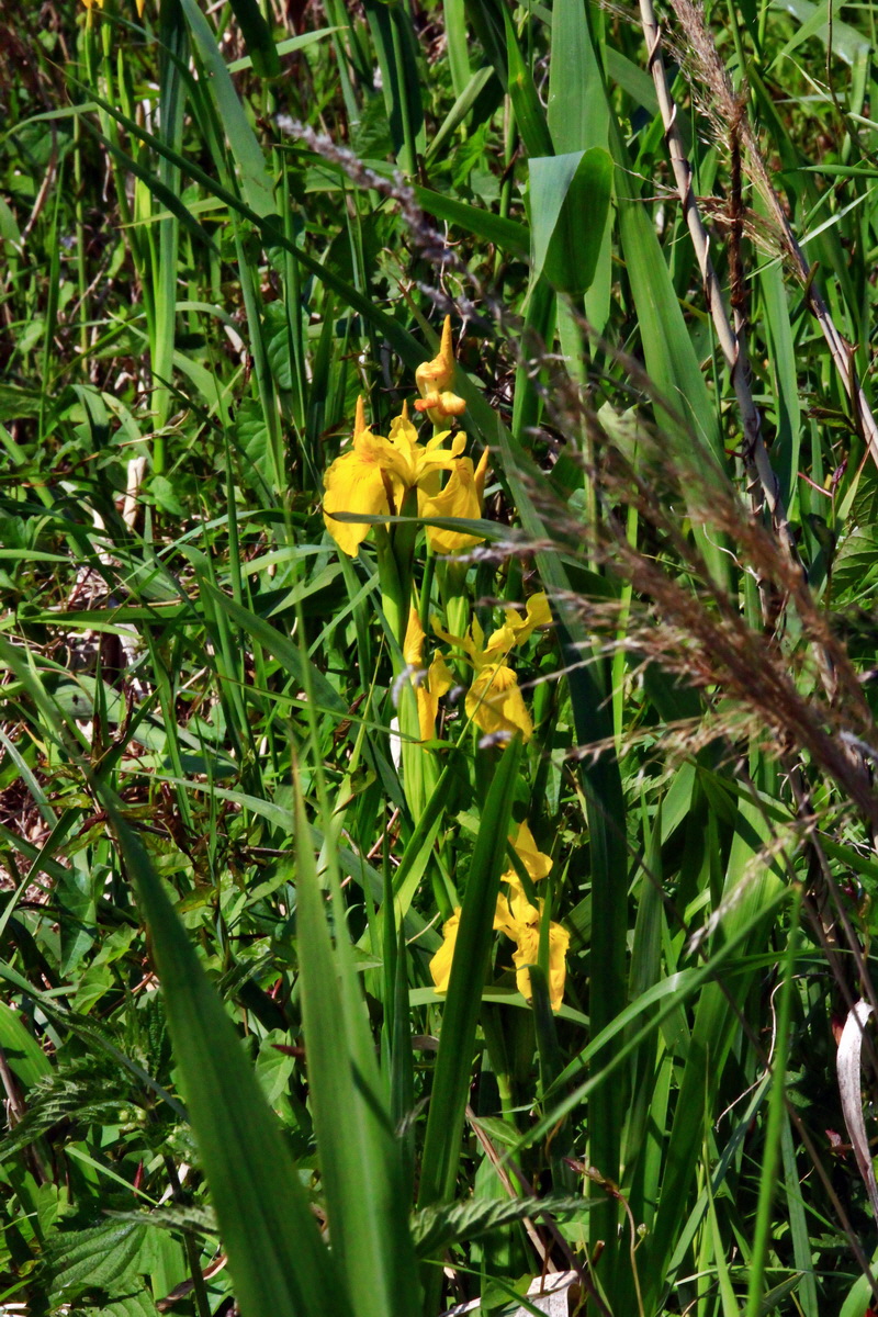 2013_06_07_00020046_Bildgr��e �ndern