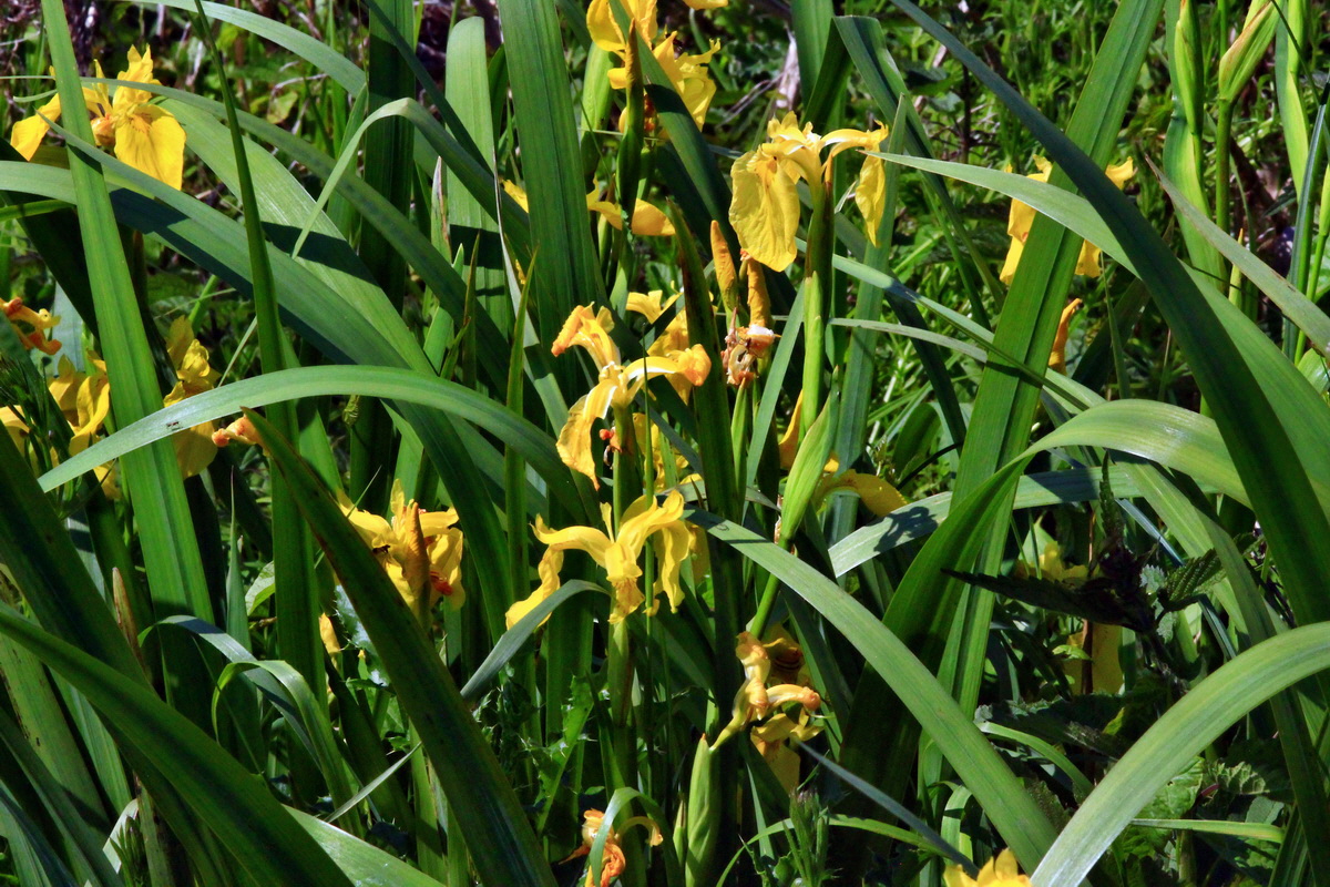 2013_06_07_00020050_Bildgr��e �ndern