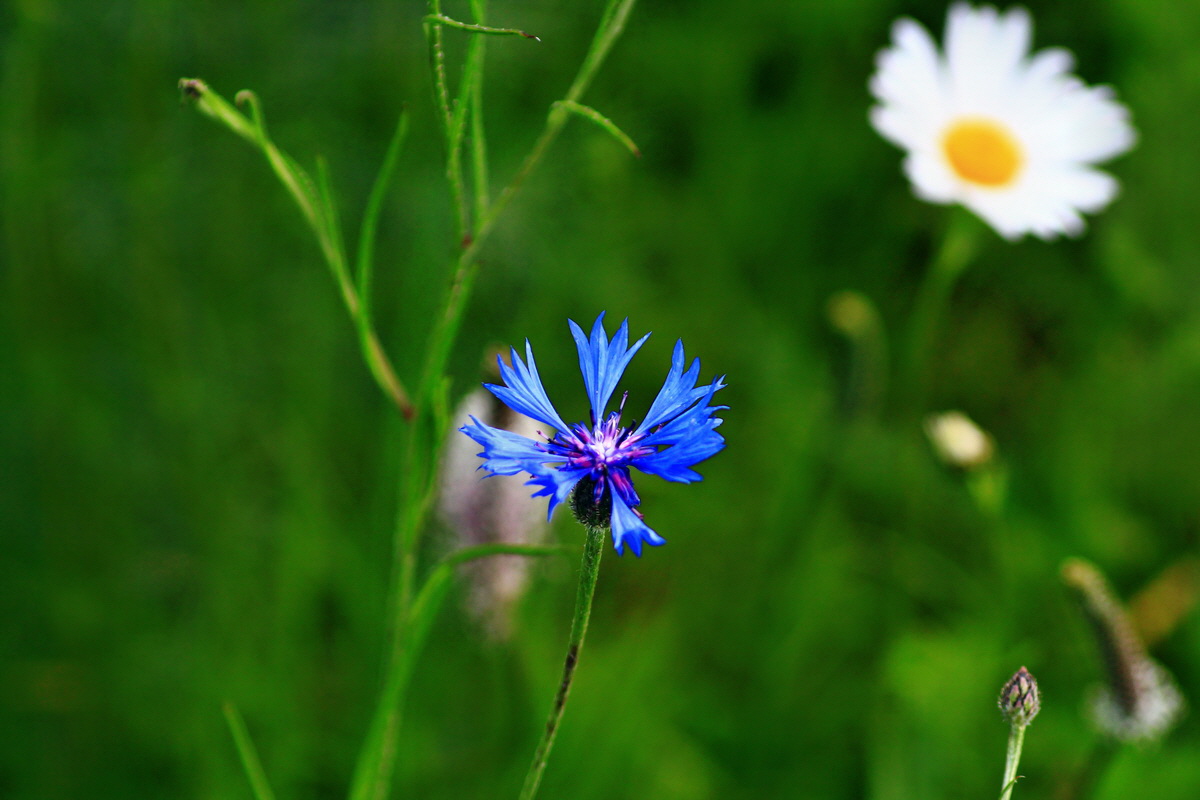 2013_06_07_00020099_Bildgr��e �ndern