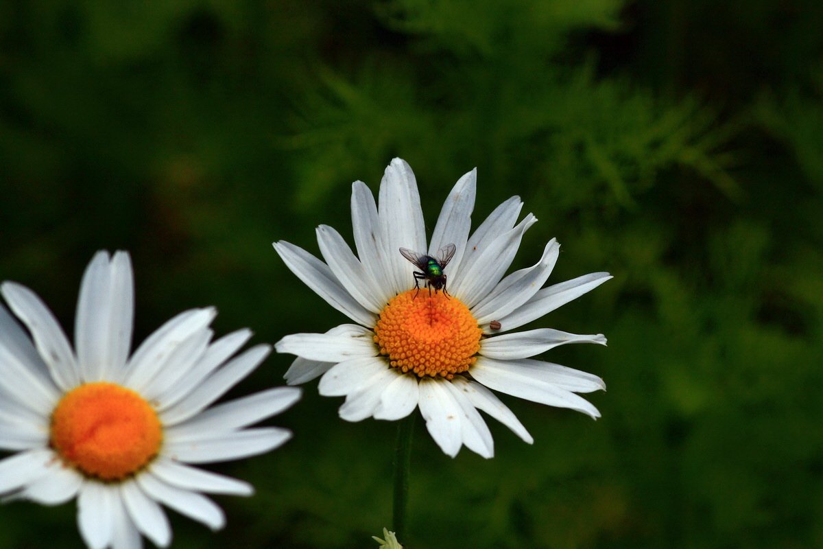 2013_06_07_00020104_Bildgr��e �ndern