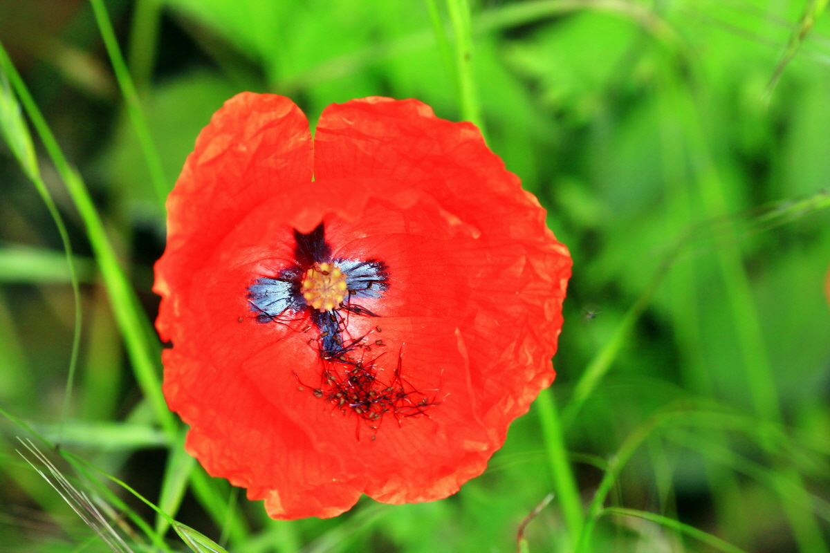 2013_06_07_00020145_Bildgr��e �ndern