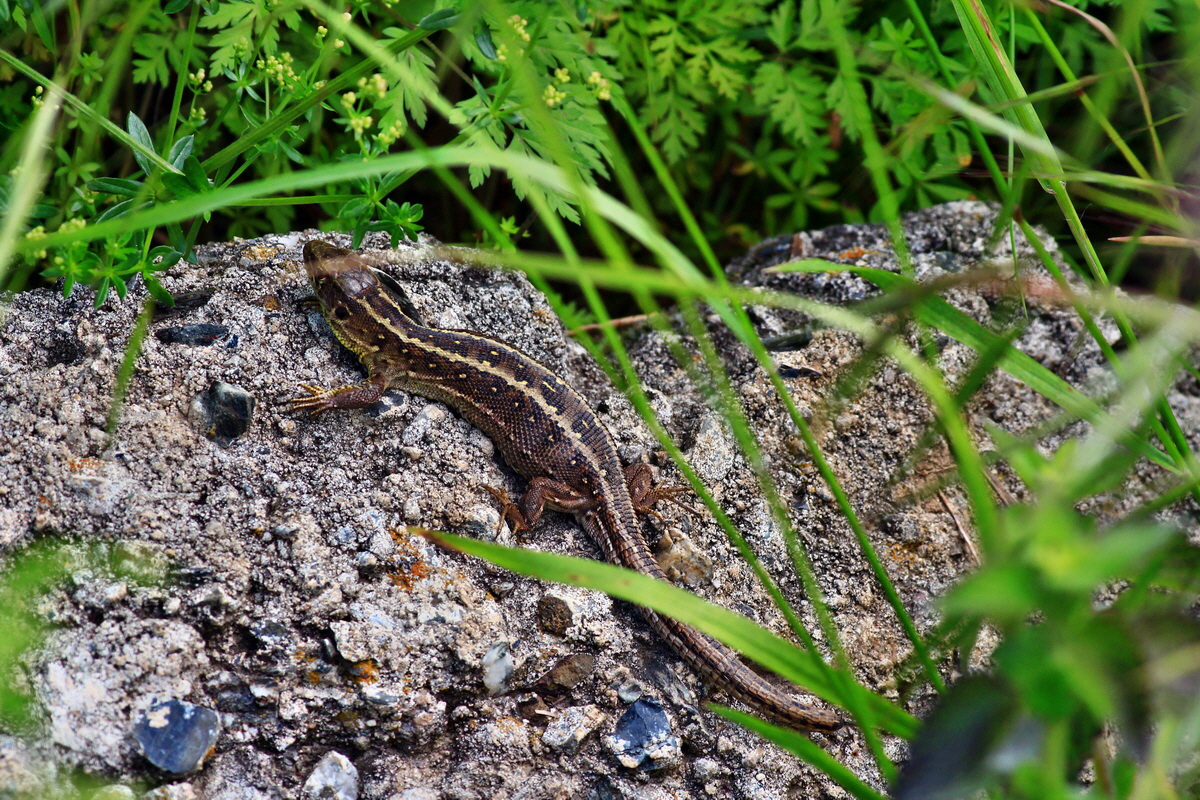 2013_06_07_00020150_Bildgr��e �ndern