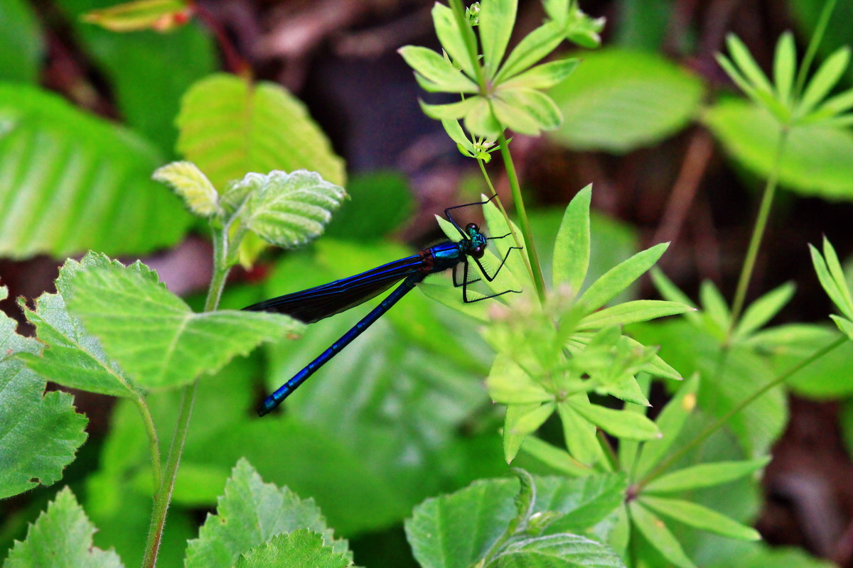 2013_06_09_00020296_Bildgr��e �ndern