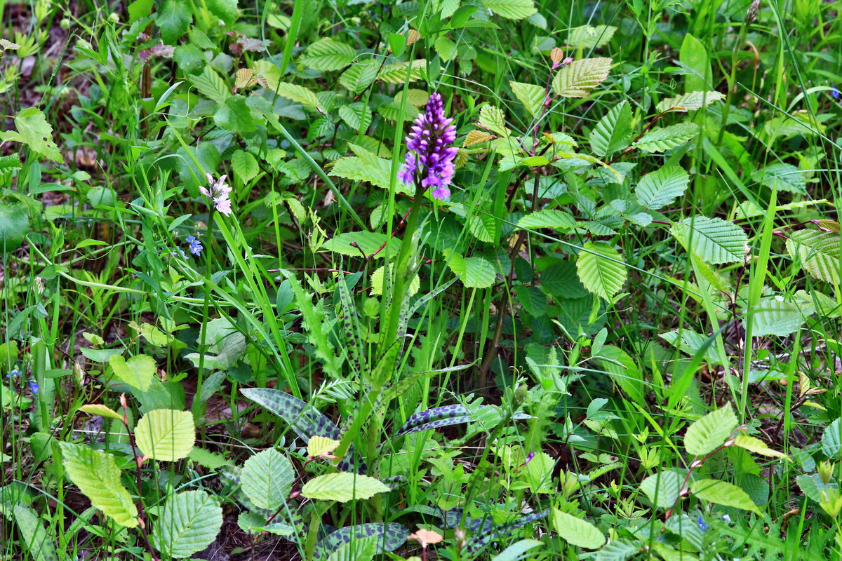 2013_06_09_00020306_Bildgr��e �ndern