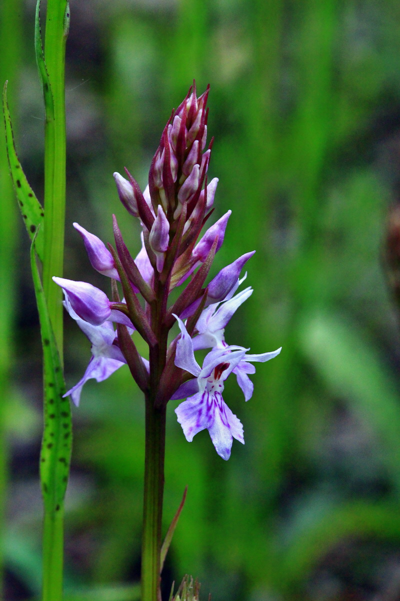 2013_06_09_00020437_Bildgr��e �ndern