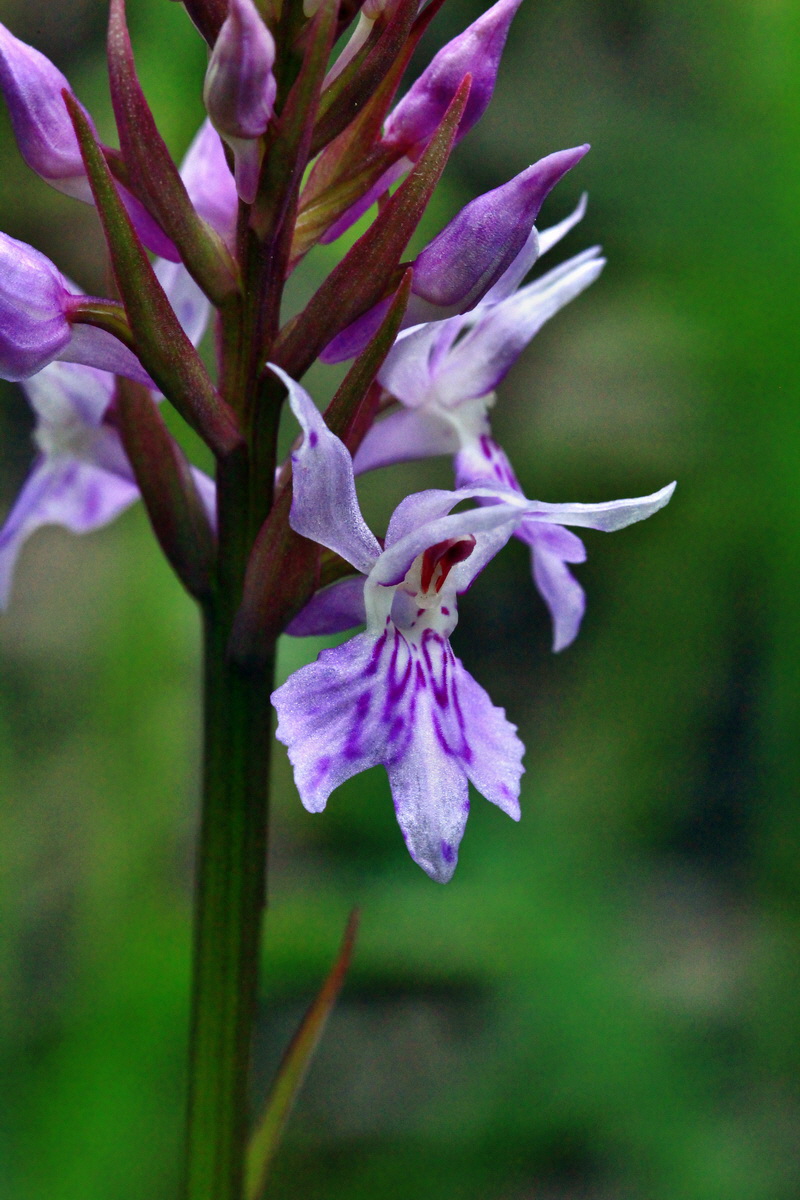 2013_06_09_00020440_Bildgr��e �ndern