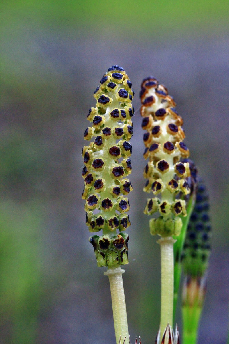 2013_06_09_00020445_Bildgr��e �ndern