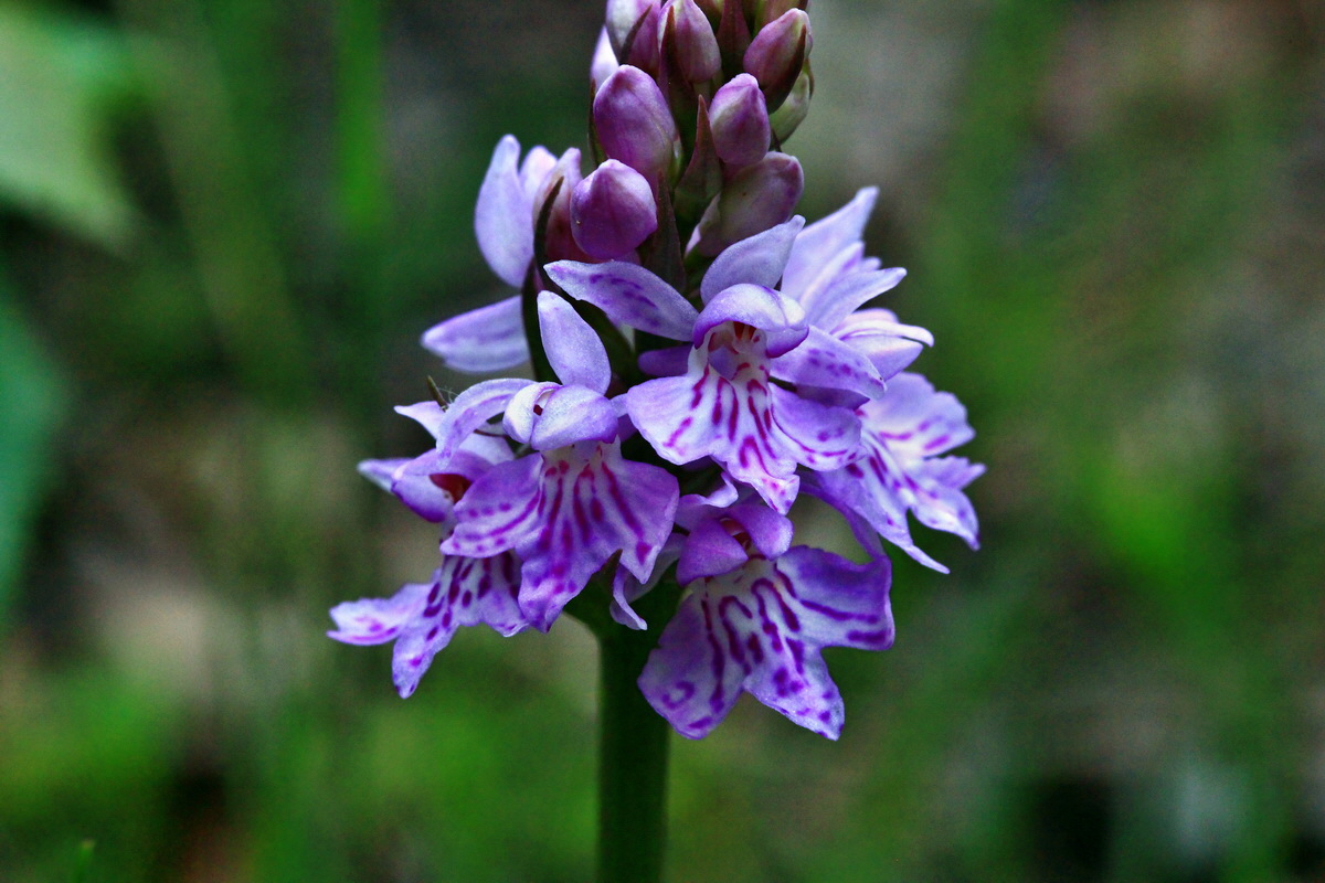 2013_06_09_00020473_Bildgr��e �ndern