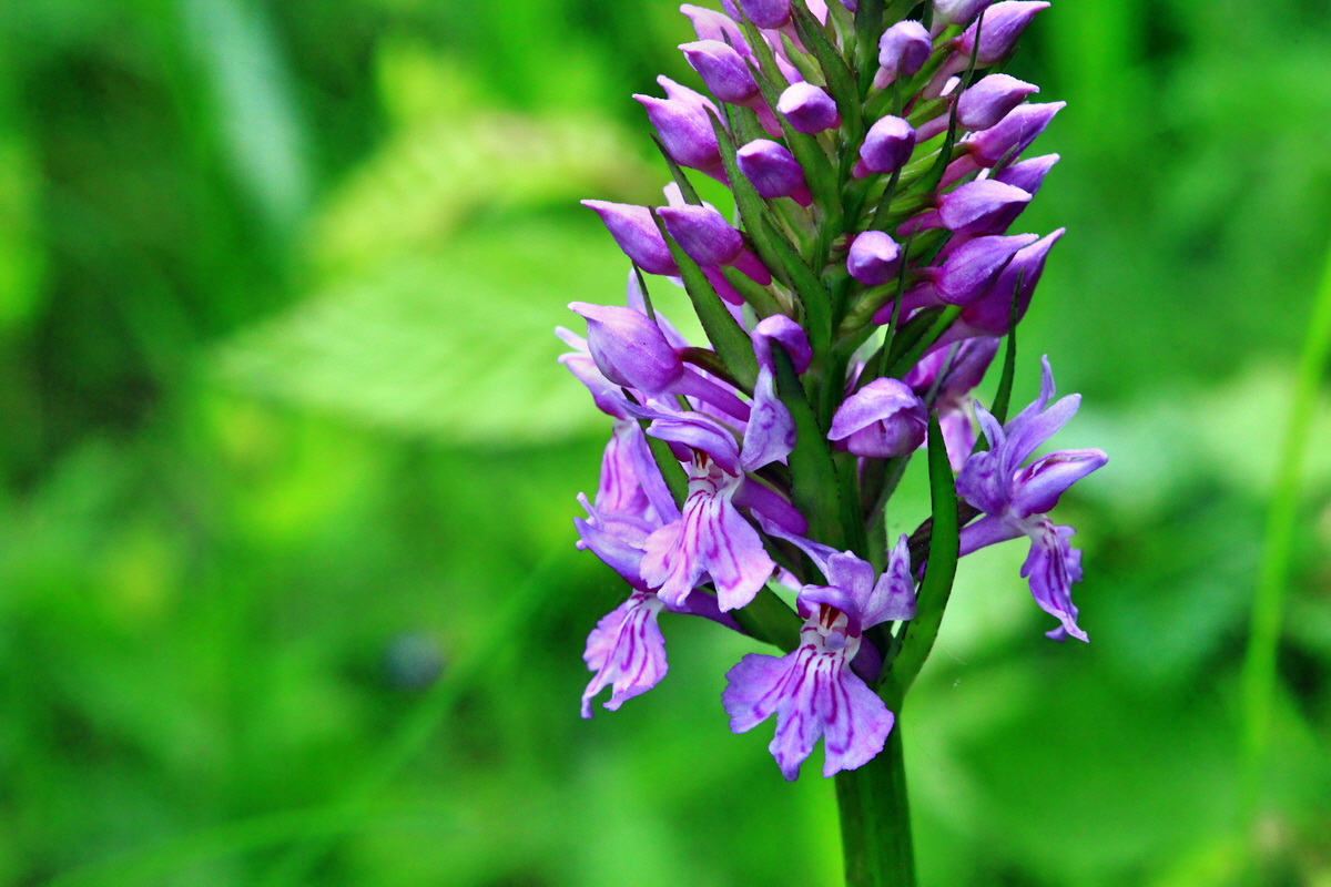 2013_06_09_00020497_Bildgr��e �ndern