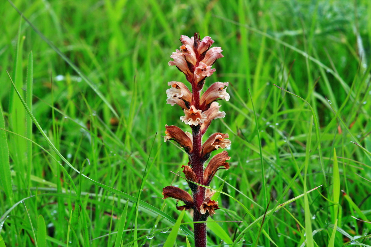 2013_06_10_00020591_Bildgr��e �ndern