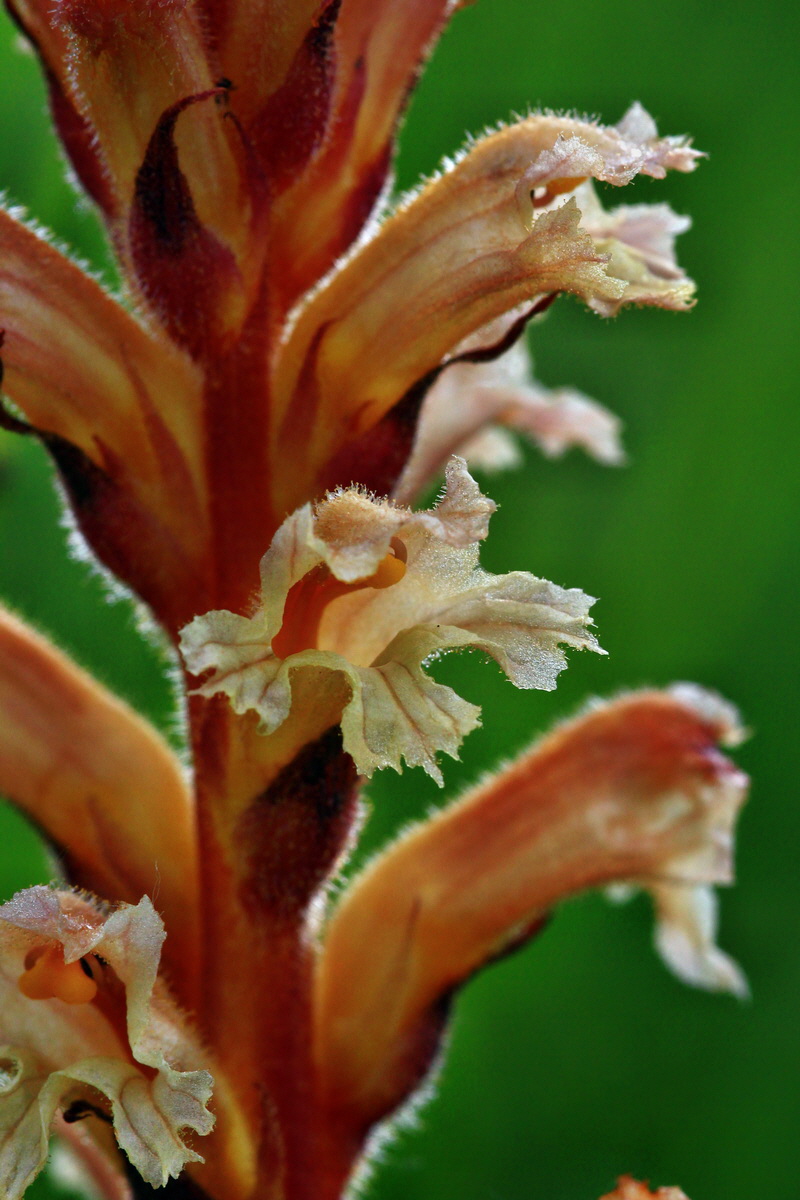 2013_06_10_00020610_Bildgr��e �ndern