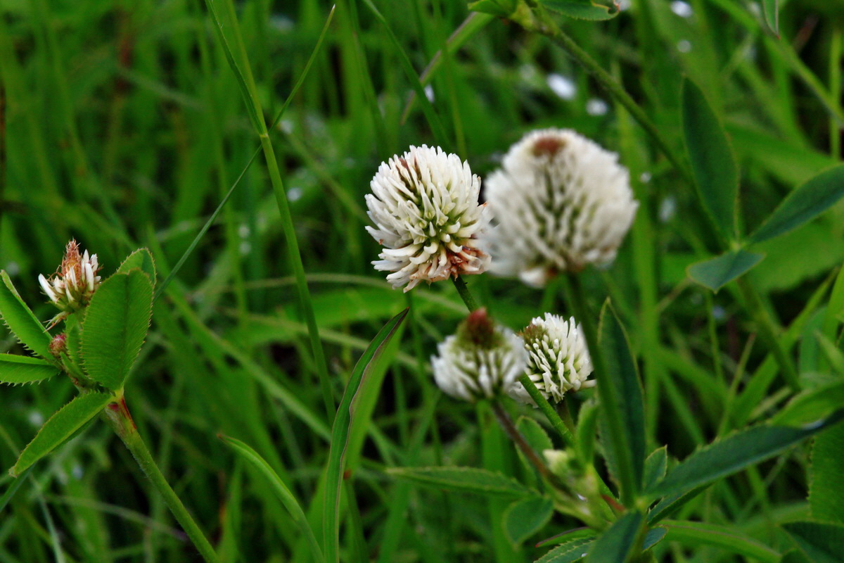 2013_06_10_00020784_Bildgr��e �ndern