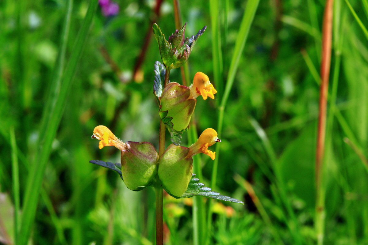 2013_06_10_00020786_Bildgr��e �ndern