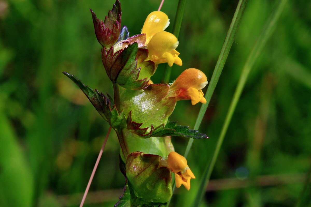 2013_06_10_00020790_Bildgr��e �ndern