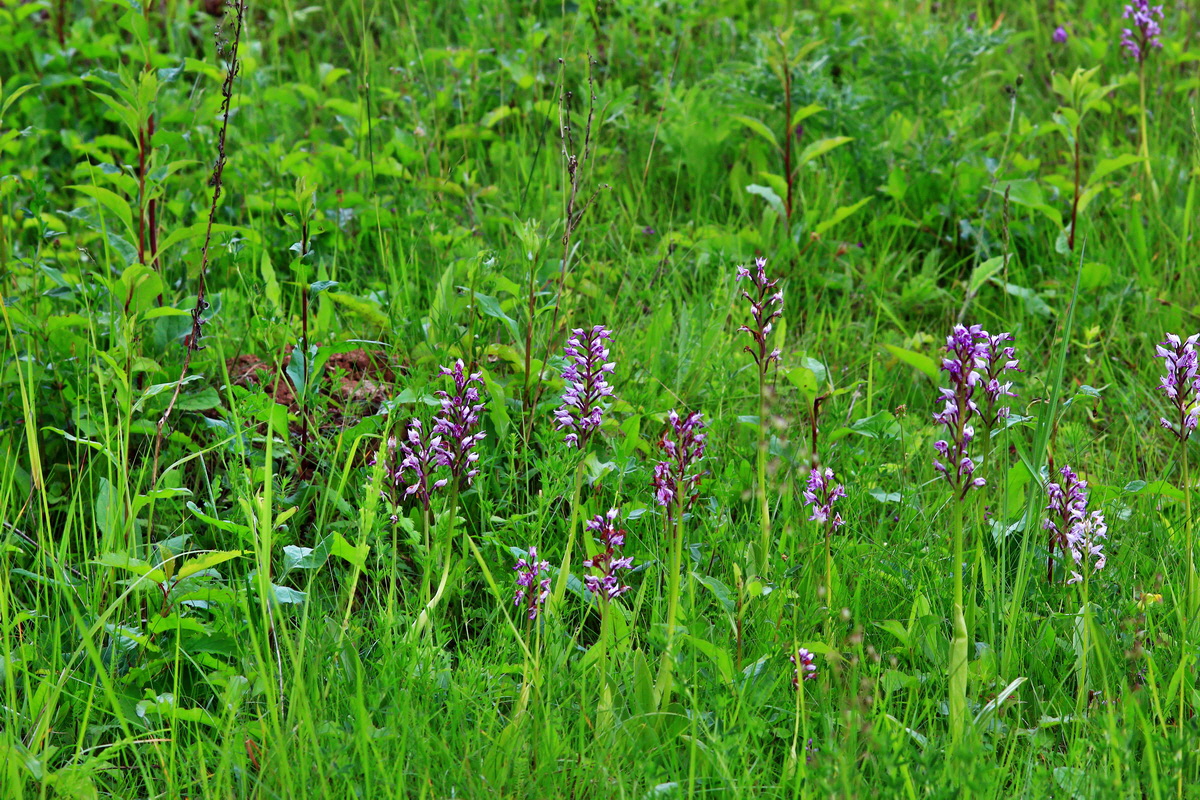 2013_06_11_00020853_Bildgr��e �ndern