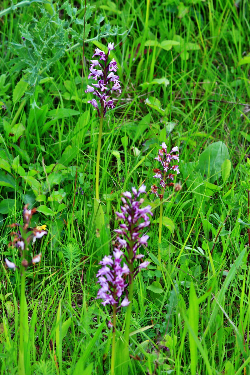 2013_06_11_00020856_Bildgr��e �ndern