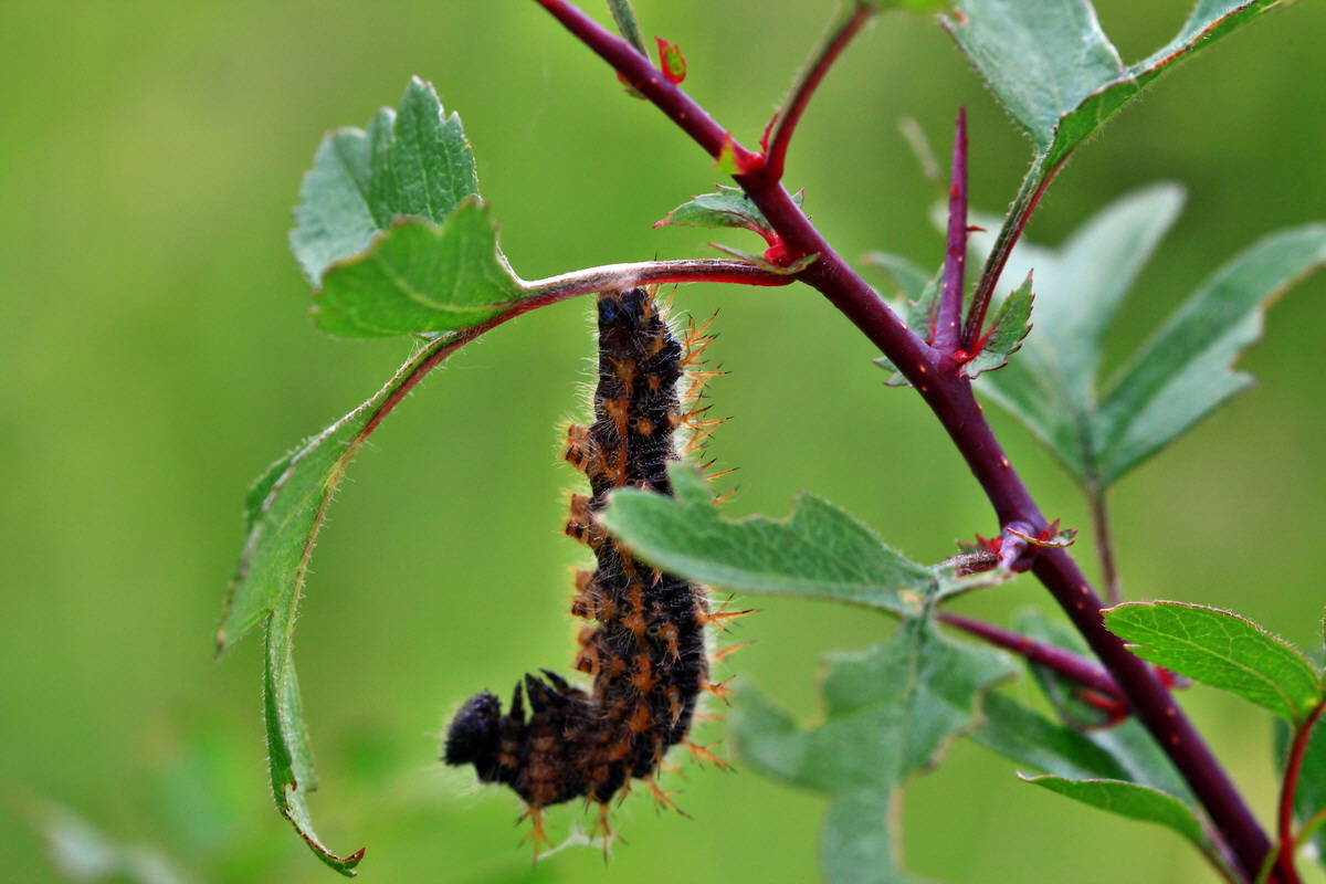 2013_06_11_00020888_Bildgr��e �ndern