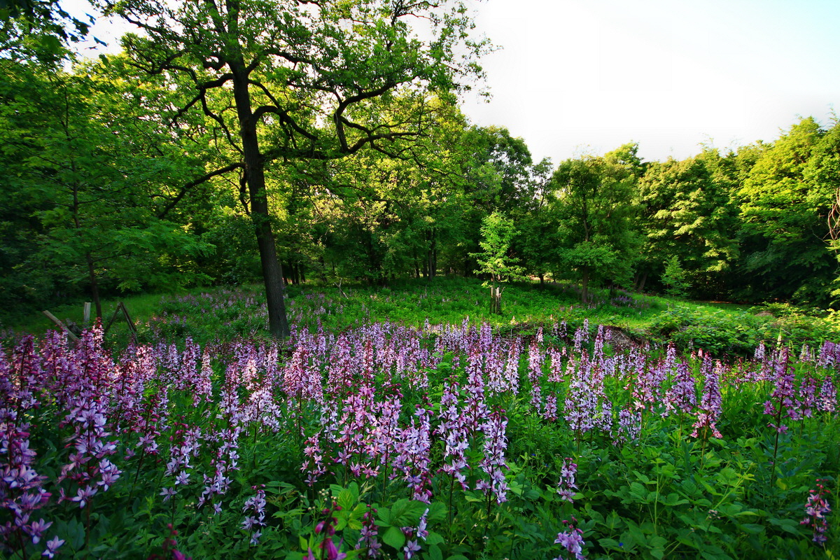 2013_06_12_00021004_Bildgr��e �ndern