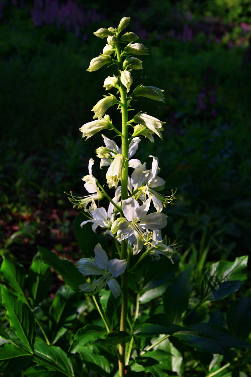 2013_06_12_00021022_Bildgr��e �ndern