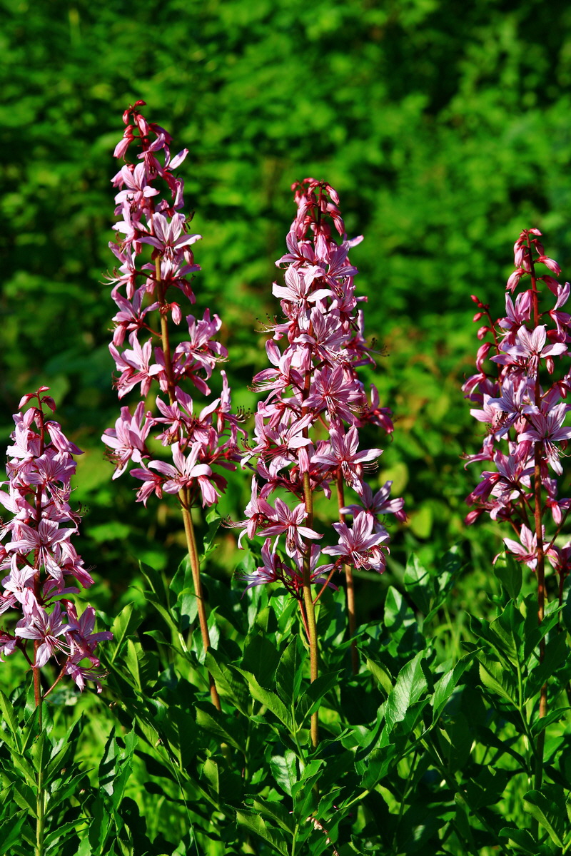 2013_06_12_00021111_Bildgr��e �ndern