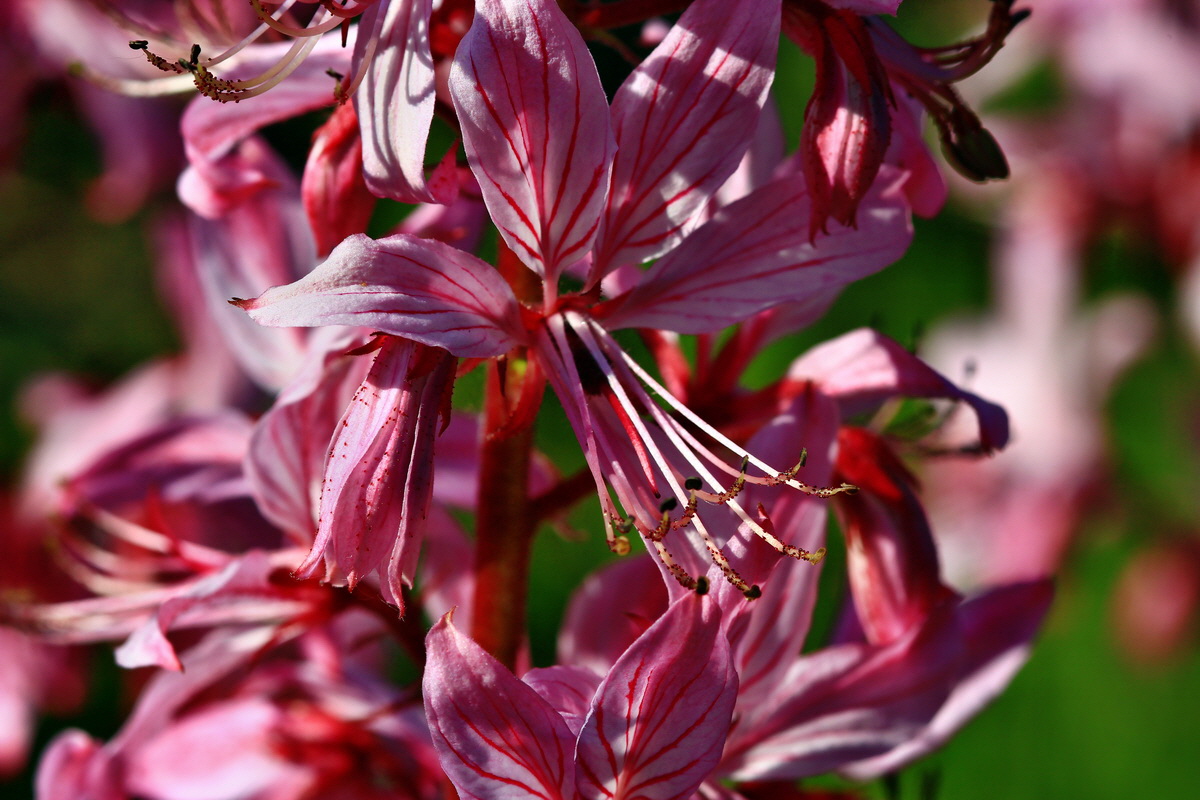 2013_06_12_00021186_Bildgr��e �ndern