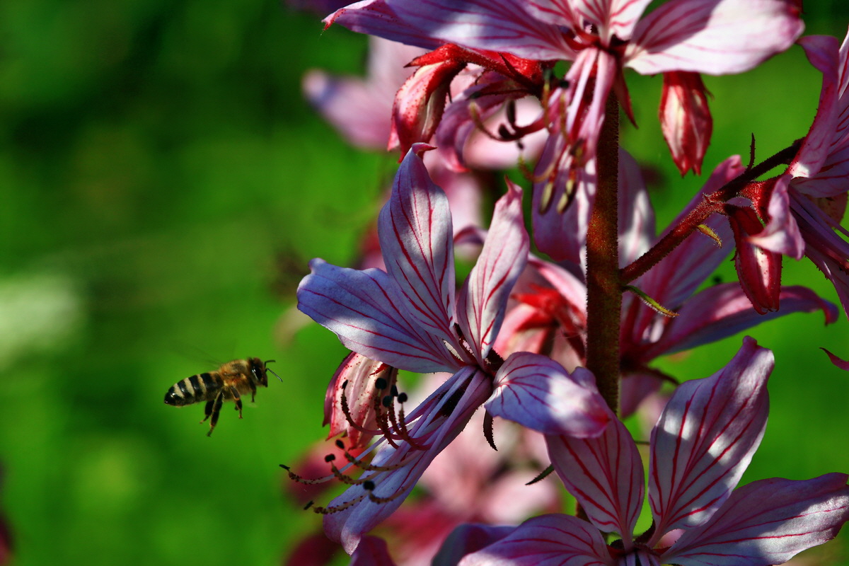 2013_06_12_00021208_Bildgr��e �ndern