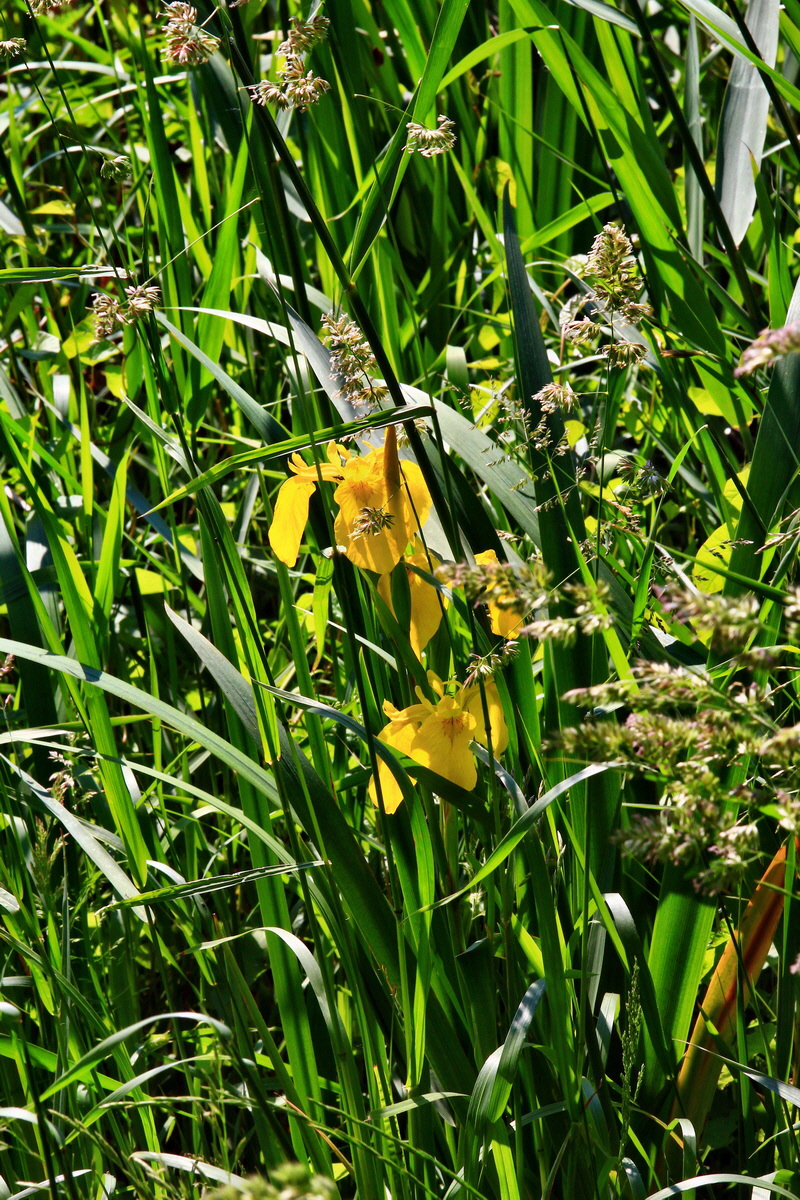 2013_06_12_00021452_Bildgr��e �ndern