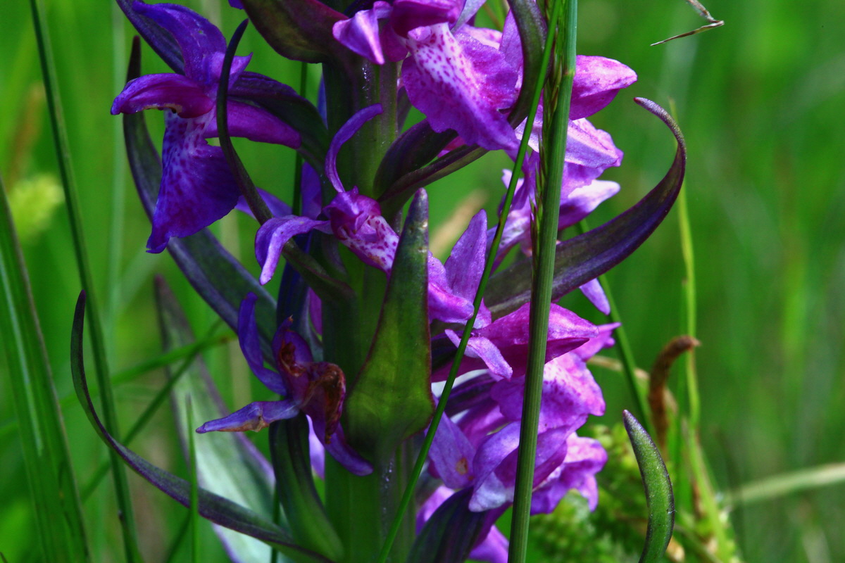 2013_06_14_00021477_Bildgr��e �ndern