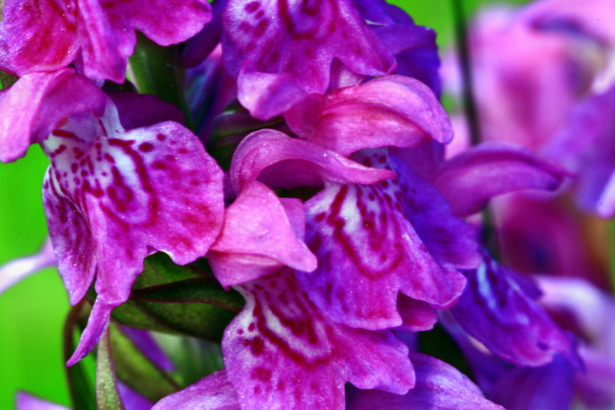 2013_06_14_00021480_Bildgr��e �ndern