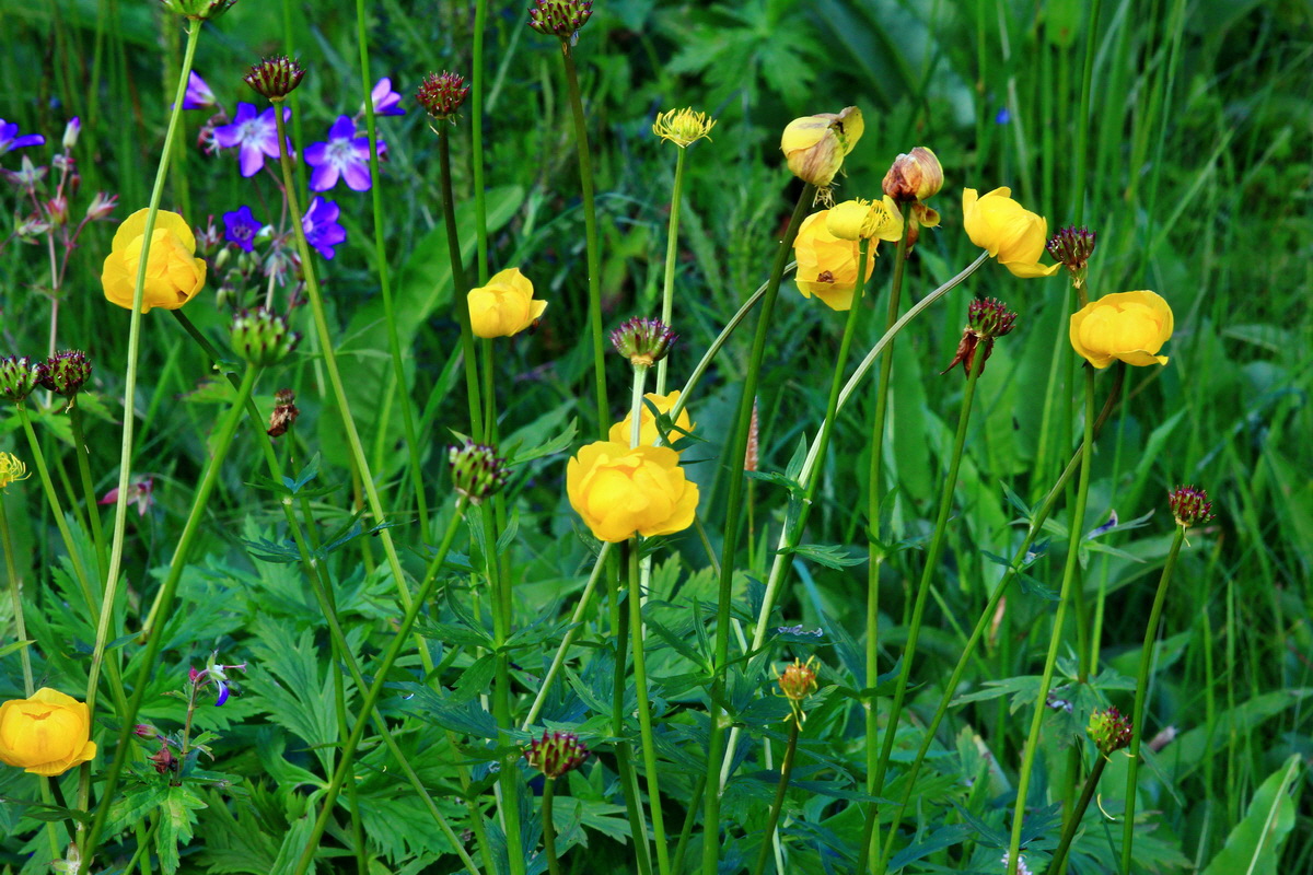 2013_06_14_00021496_Bildgr��e �ndern