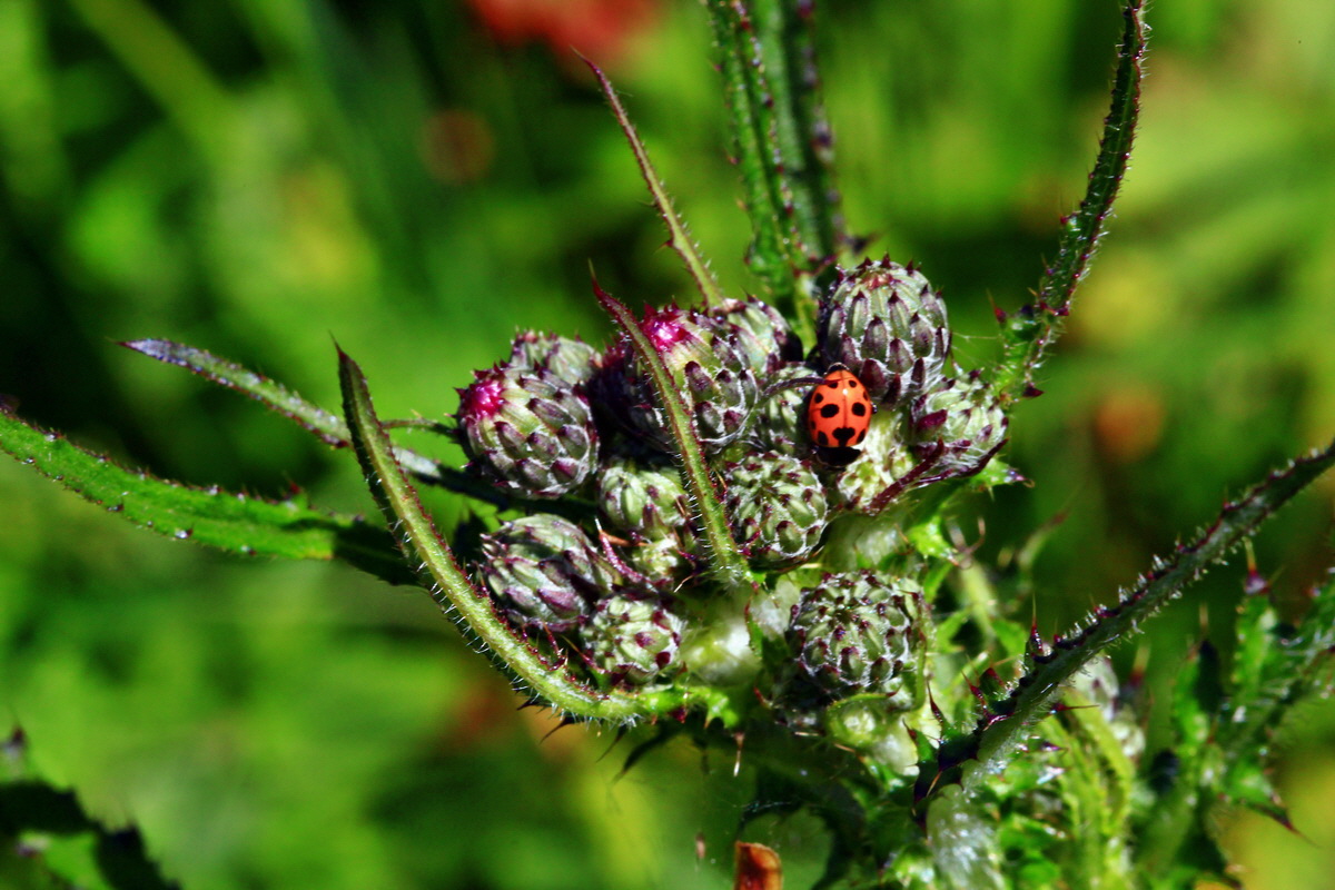 2013_06_14_00021595_Bildgr��e �ndern