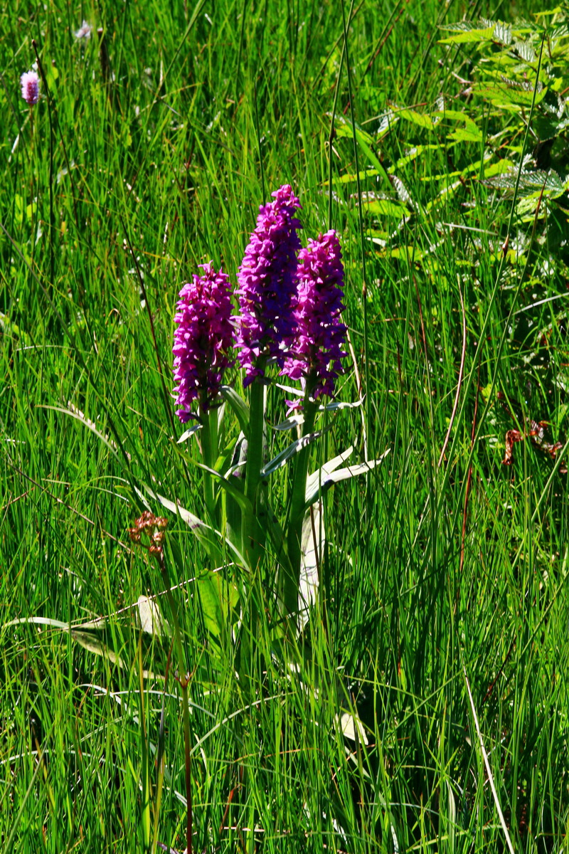 2013_06_14_00021619_Bildgr��e �ndern