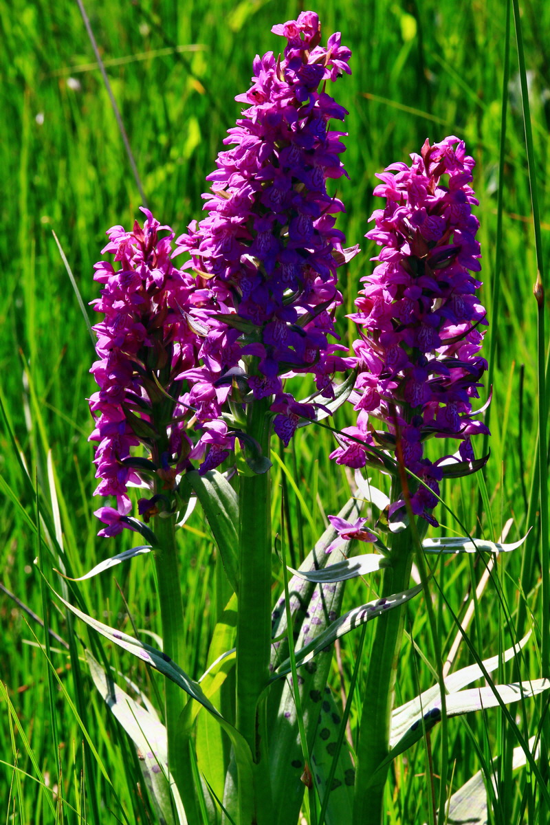 2013_06_14_00021623_Bildgr��e �ndern