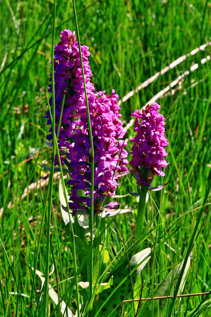 2013_06_14_00021628_Bildgr��e �ndern