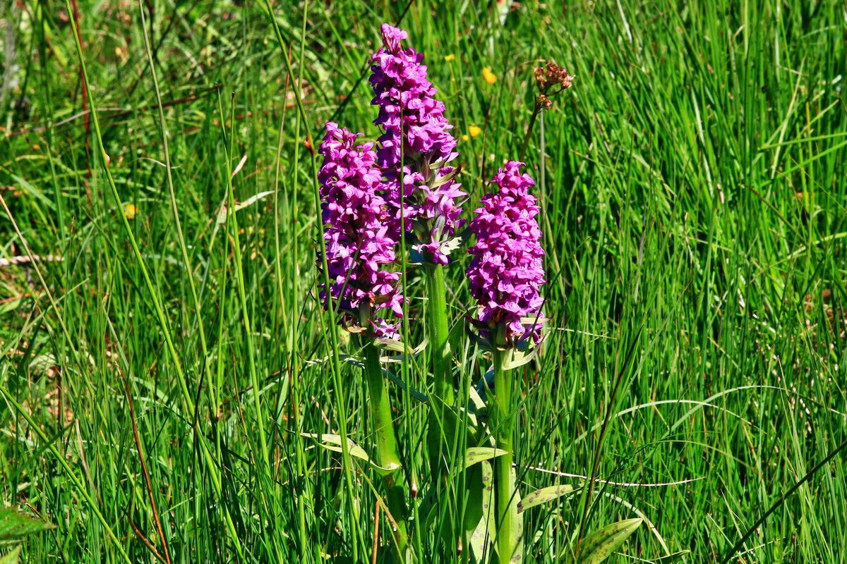 2013_06_14_00021639_Bildgr��e �ndern