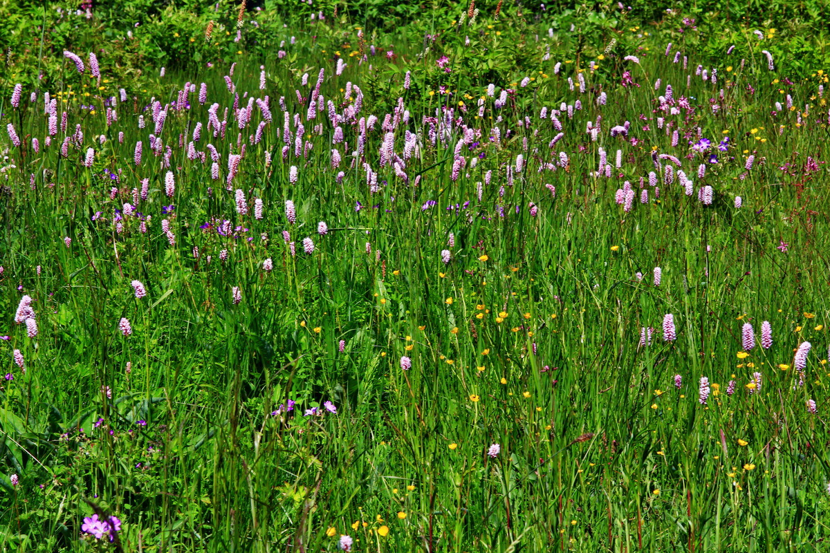 2013_06_14_00021647_Bildgr��e �ndern