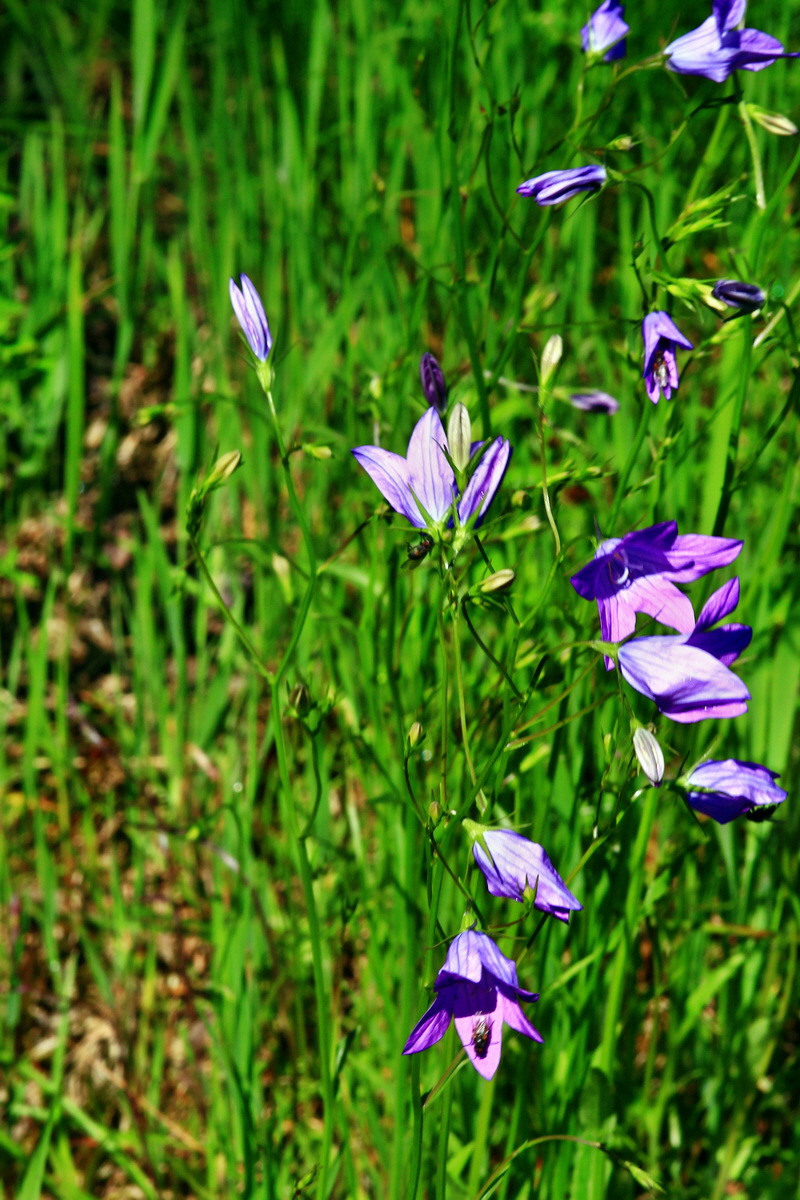 2013_06_14_00021654_Bildgr��e �ndern