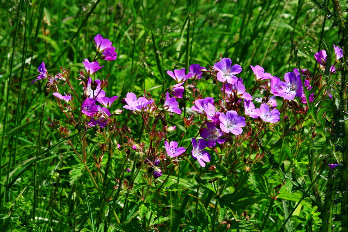 2013_06_14_00021677_Bildgr��e �ndern