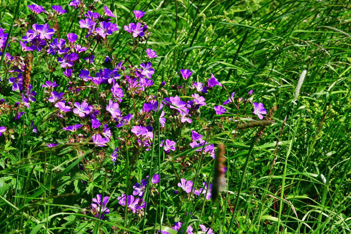 2013_06_14_00021679_Bildgr��e �ndern