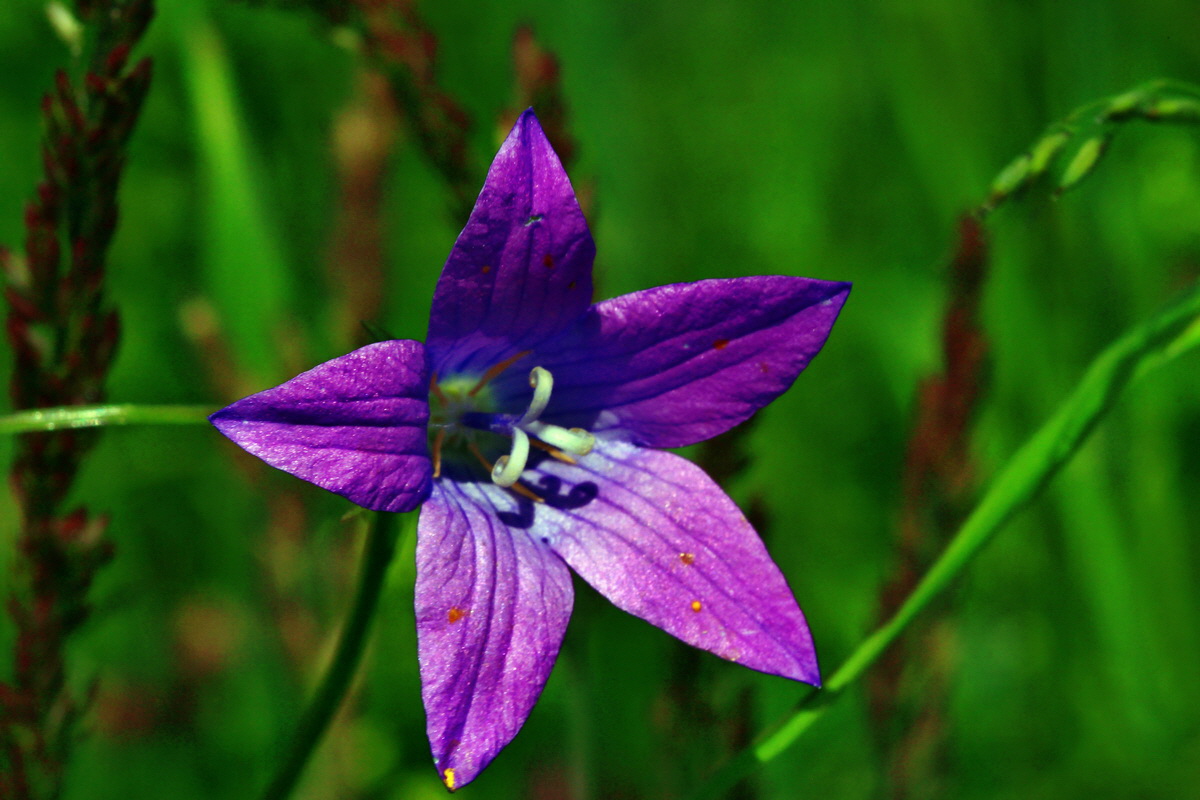 2013_06_14_00021695_Bildgr��e �ndern